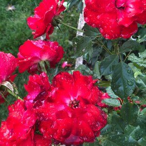 Meet your Posher, Carmel